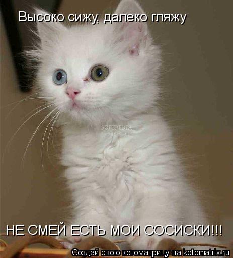Котоматрица: Высоко сижу, далеко гляжу НЕ СМЕЙ ЕСТЬ МОИ СОСИСКИ!!!