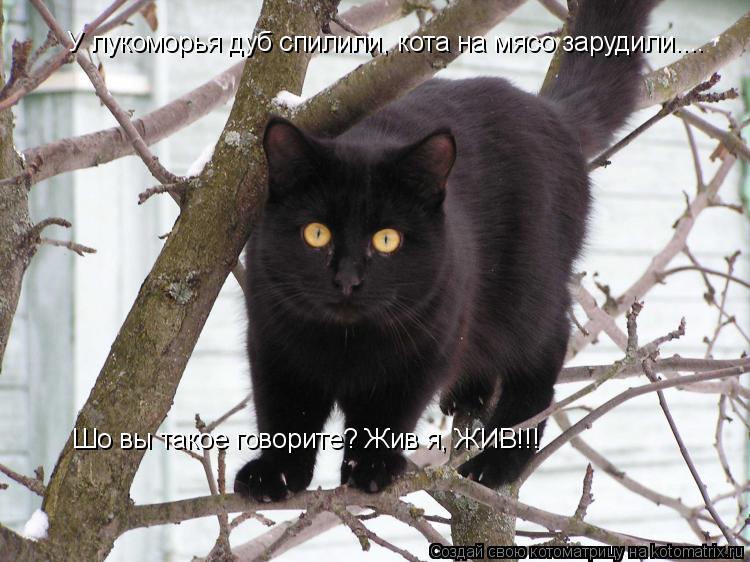 Котоматрица: У лукоморья дуб спилили, кота на мясо зарудили.... Шо вы такое говорите? Жив я, ЖИВ!!!