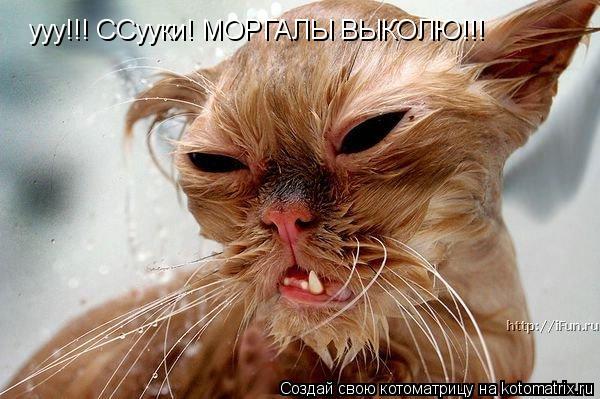 Котоматрица: ууу!!! ССууки! МОРГАЛЫ ВЫКОЛЮ!!!