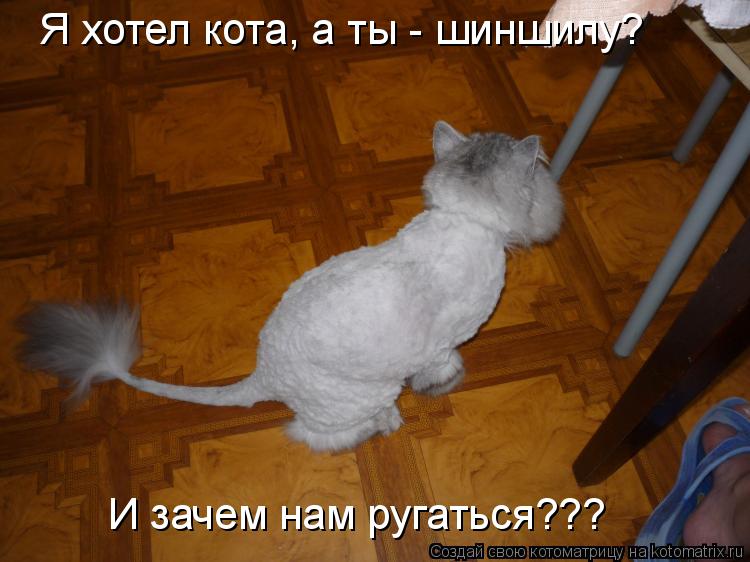Котоматрица: Я хотел кота, а ты - шиншилу? И зачем нам ругаться???