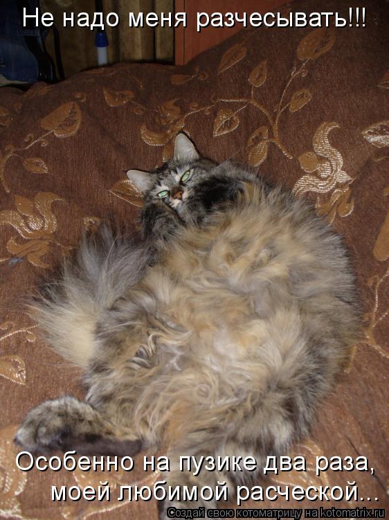 Котоматрица: Не надо меня разчесывать!!! Особенно на пузике два раза,  моей любимой расческой...