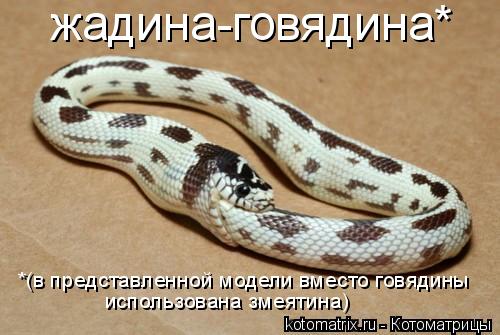 жадина-говядина* *(в представленной модели вместо говядины использована змеятина)... Котоматрица: жадина-говядина* *(в представленной модели вместо говядины использована змеятина)