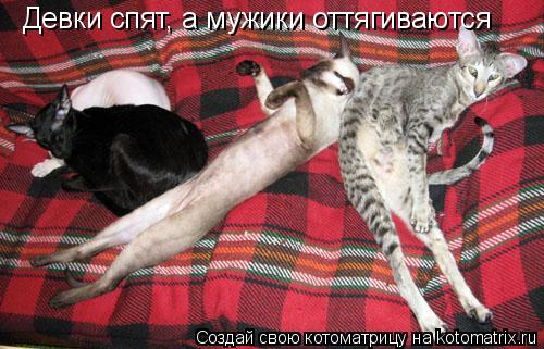 Котоматрица: Девки спят, а мужики оттягиваются