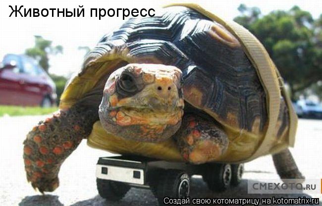 Котоматрица: Животный прогресс