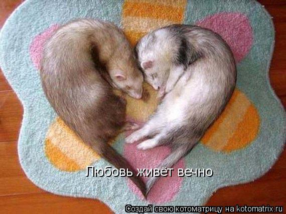 Котоматрица: Любовь живёт вечно