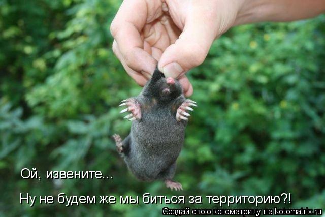 Котоматрица: Ой, извените...  Ну не будем же мы биться за территорию?!