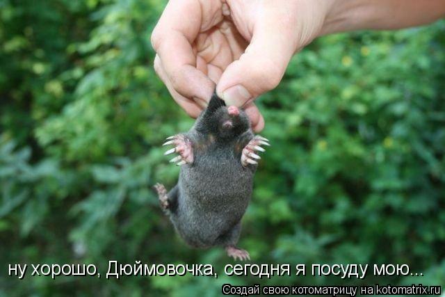 Котоматрица: ну хорошо, Дюймовочка, сегодня я посуду мою...
