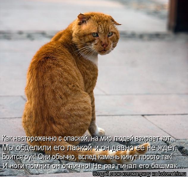Как настороженно с опаской, на мир людей взирает кот... Мы обделили его лаской и он давно её не ждёт.... Котоматрица: Как настороженно с опаской, на мир людей взирает кот... Мы обделили его лаской и он давно её не ждёт. Боится рук! Они обычно, вслед камень кину