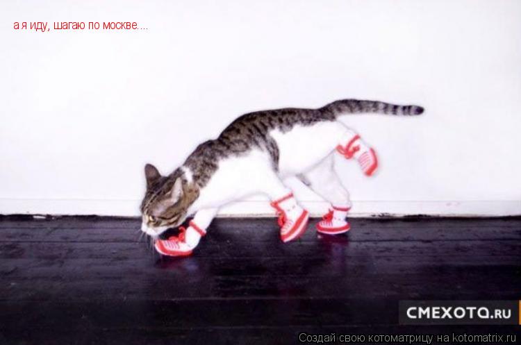 Котоматрица: а я иду, шагаю по москве....