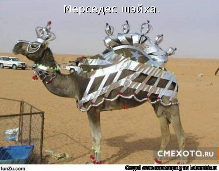 Котоматрица: Мерседес шэйха.
