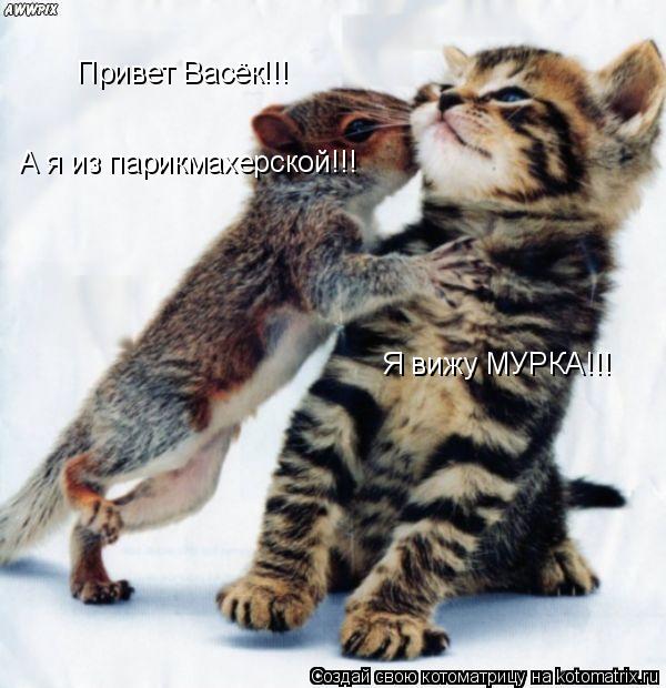 Котоматрица: Привет Васёк!!! А я из парикмахерской!!! Я вижу МУРКА!!!