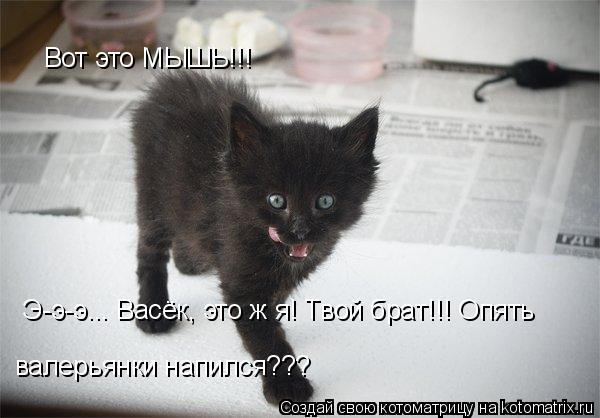 Вот это МЫШЬ!!! Э-э-э... Васёк, это ж я! Твой брат!!! Опять валерьянки напился???... Котоматрица: Вот это МЫШЬ!!! Э-э-э... Васёк, это ж я! Твой брат!!! Опять валерьянки напился???