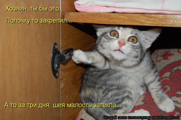 Хозяин, ты бы это... Полочку то закрепил... А то за три дня, шея малость затекла...... Котоматрица: Хозяин, ты бы это... Полочку то закрепил... А то за три дня, шея малость затекла...