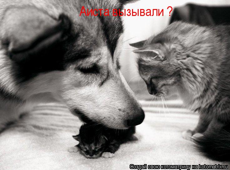 Аиста вызывали ?... Котоматрица: Аиста вызывали ?