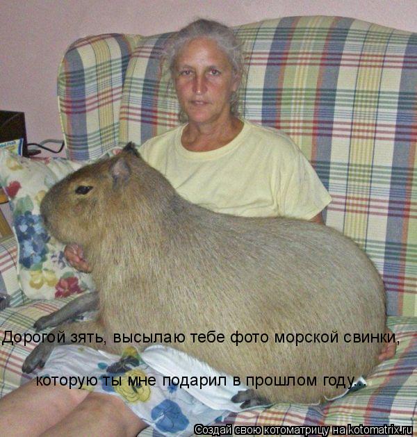 Дорогой зять, высылаю тебе фото морской свинки, которую ты мне подарил в прошлом году...... Котоматрица: Дорогой зять, высылаю тебе фото морской свинки, которую ты мне подарил в прошлом году...