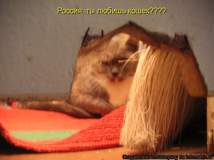 Россия, ты любишь кошек????... Котоматрица: Россия, ты любишь кошек????