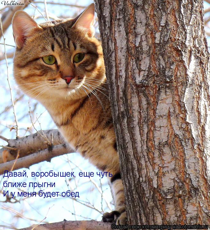 ближе прыгни И у меня будет обед Давай, воробышек, еще чуть... Котоматрица: ближе прыгни И у меня будет обед Давай, воробышек, еще чуть