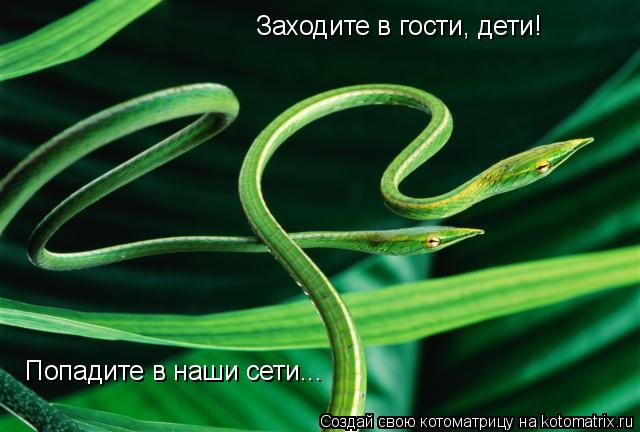 Заходите в гости, дети! Попадите в наши сети...... Котоматрица: Заходите в гости, дети! Попадите в наши сети...