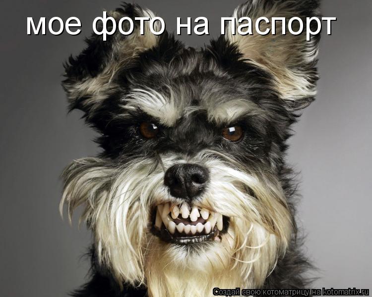 мое фото на паспорт... Котоматрица: мое фото на паспорт