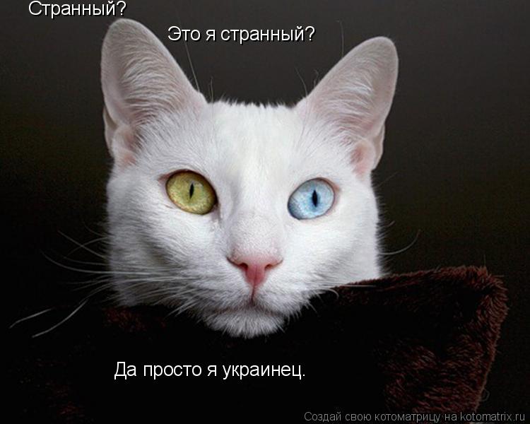 Странный? Это я странный? Да просто я украинец.... Котоматрица: Странный? Это я странный? Да просто я украинец.