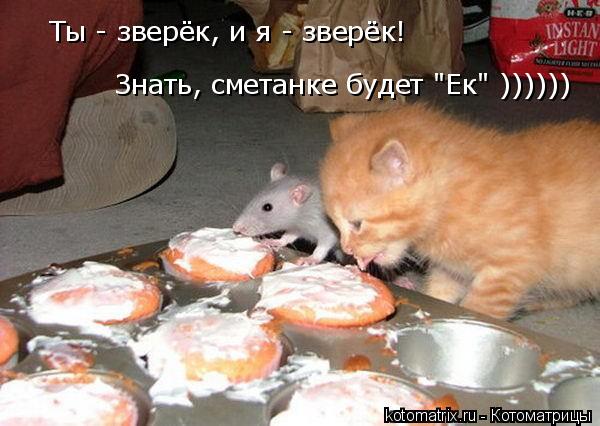 Ты - зверёк, и я - зверёк! Знать, сметанке будет "Ек" ))))))... Котоматрица: Ты - зверёк, и я - зверёк! Знать, сметанке будет "Ек" ))))))