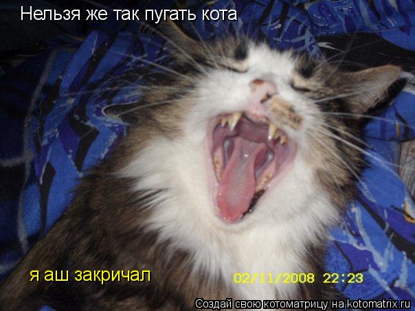 Нельзя же так пугать кота я аш закричал... Котоматрица: Нельзя же так пугать кота я аш закричал