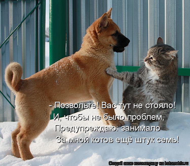 Котоматрица: - Позвольте! Вас тут не стояло!  И, чтобы не было проблем, Предупреждаю: занимало За мной котов ещё штук семь!