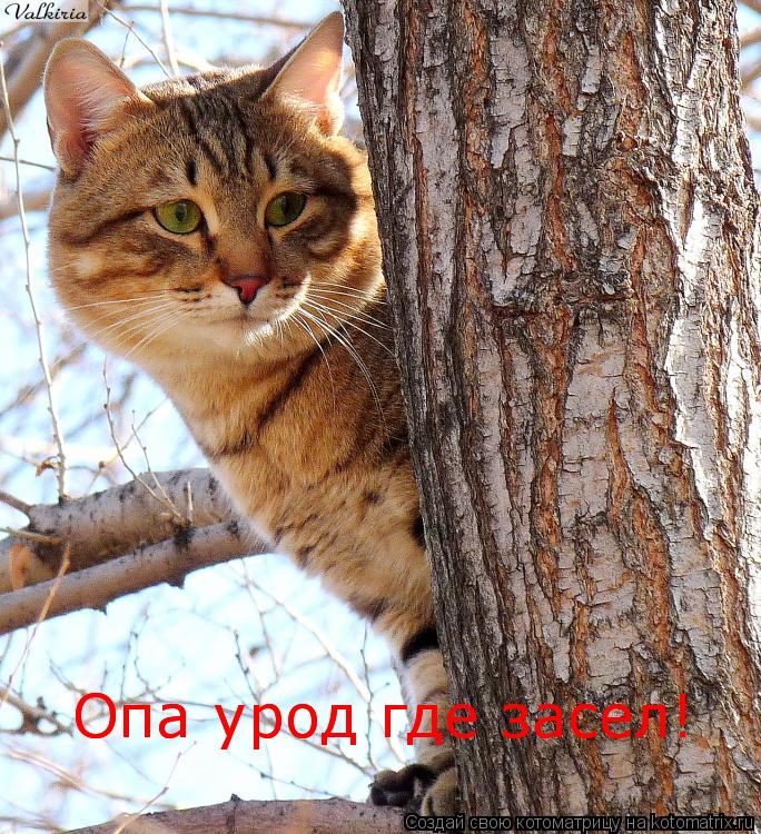 Опа урод где засел! Опа урод где засел!... Котоматрица: Опа урод где засел! Опа урод где засел!