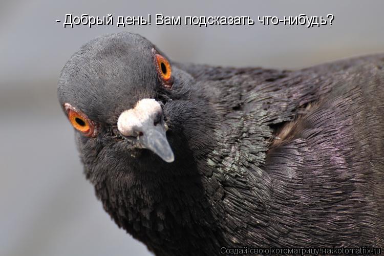 - Добрый день! Вам подсказать что-нибудь?... Котоматрица: - Добрый день! Вам подсказать что-нибудь?