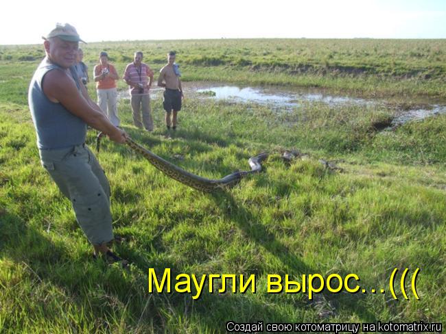 Маугли вырос...(((... Котоматрица: Маугли вырос...(((