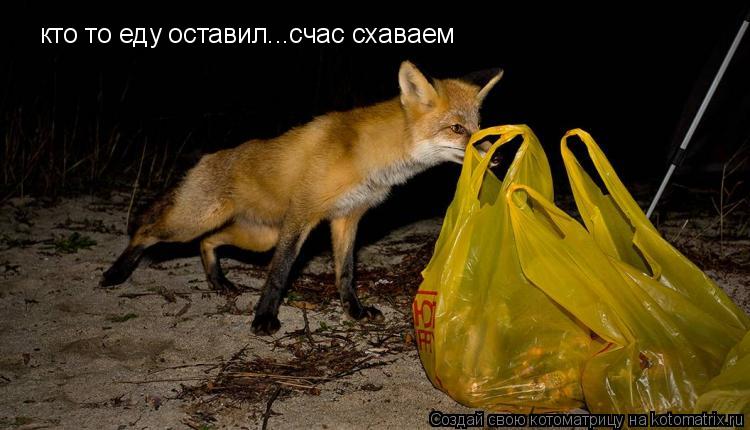 кто то еду оставил...счас схаваем... Котоматрица: кто то еду оставил...счас схаваем