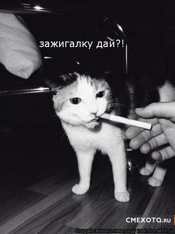 Котоматрица: зажигалку дай?!