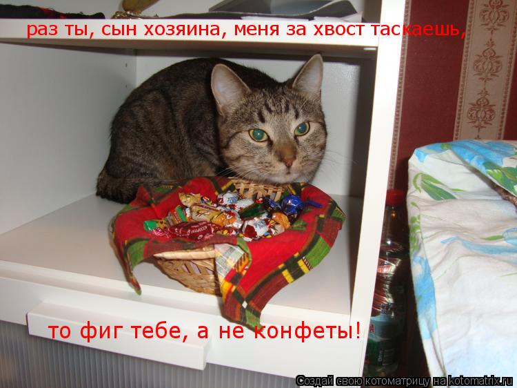 Котоматрица: раз ты, сын хозяина, меня за хвост таскаешь, то фиг тебе, а не конфеты!