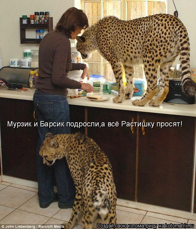 Котоматрица: Мурзик и Барсик подросли,а всё Растишку просят!
