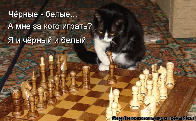 Котоматрица: Чёрные - белые... А мне за кого играть? Я и чёрный и белый