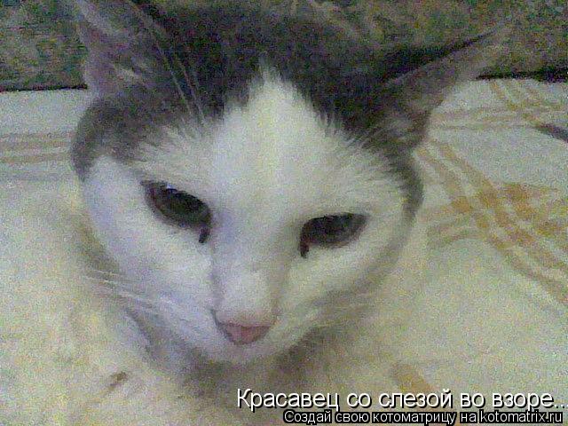 Котоматрица: Красавец со слезой во взоре...