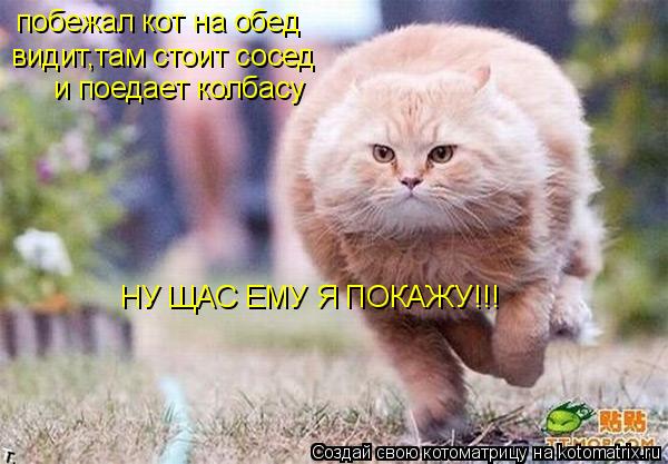 Котоматрица: побежал кот на обед видит,там стоит сосед и поедает колбасу НУ ЩАС ЕМУ Я ПОКАЖУ!!!