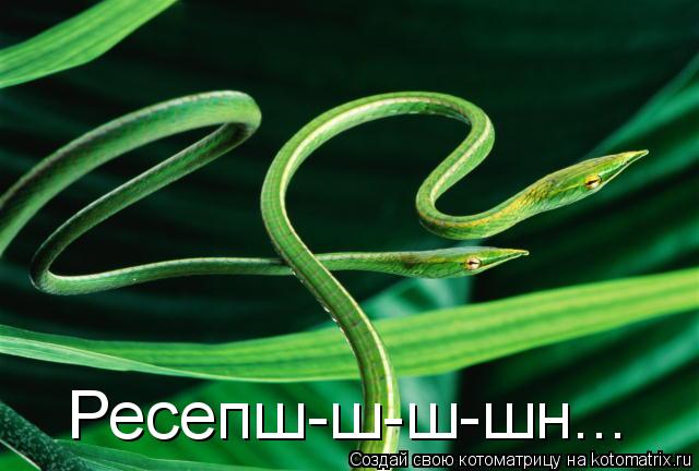 Котоматрица: Ресепш-ш-ш-шн...
