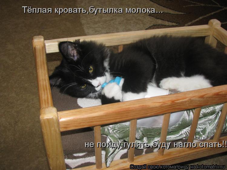 Котоматрица: Тёплая кровать,бутылка молока...  не пойду гулять,буду нагло спать!!