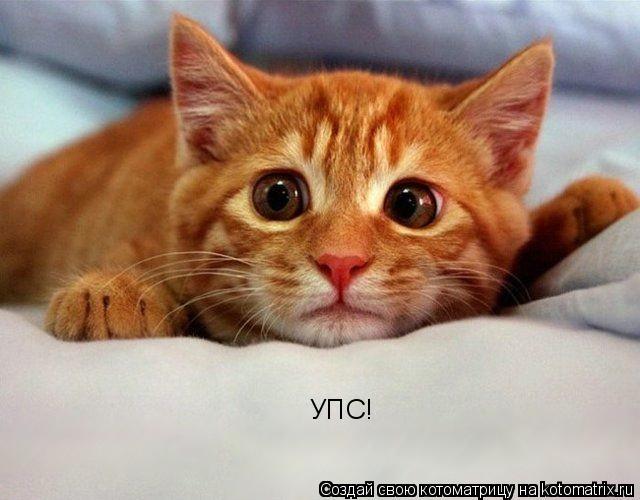 Котоматрица: УПС!