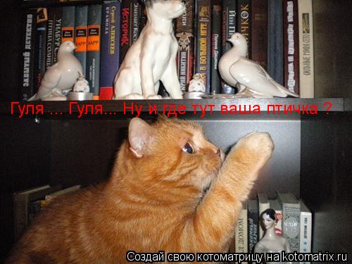 Котоматрица: Гуля ... Гуля... Ну и где тут ваша птичка ?