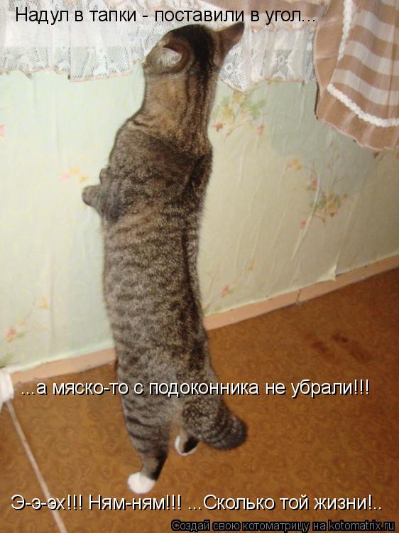 Котоматрица: Надул в тапки - поставили в угол... ...а мяско-то с подоконника не убрали!!! Э-э-эх!!! Ням-ням!!! ...Сколько той жизни!..