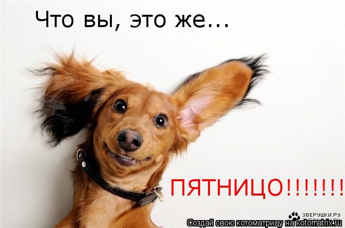 Что вы, это же... ПЯТНИЦО!!!!!!!... Котоматрица: Что вы, это же... ПЯТНИЦО!!!!!!!
