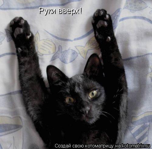 Руки вверх!... Котоматрица: Руки вверх!