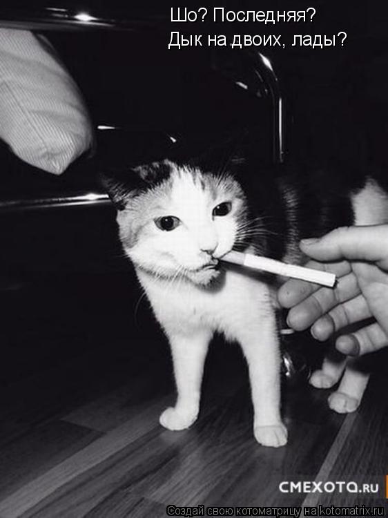 Шо? Последняя? Дык на двоих, лады?... Котоматрица: Шо? Последняя? Дык на двоих, лады?
