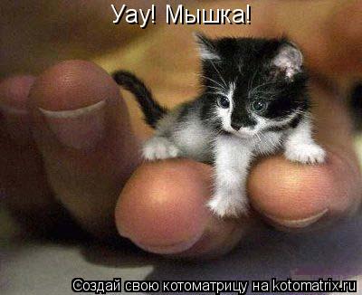 Котоматрица: Уау! Мышка!