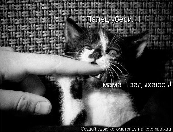 Котоматрица: Палец убери...! мама... задыхаюсь!