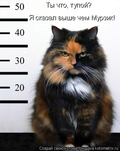 Котоматрица: Ты что, тупой? Я сказал выше чем Мурзик!
