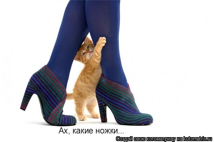 Котоматрица: Ах, какие ножки...