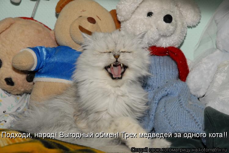 Котоматрица: Подходи, народ! Выгодный обмен! Трех медведей за одного кота!!